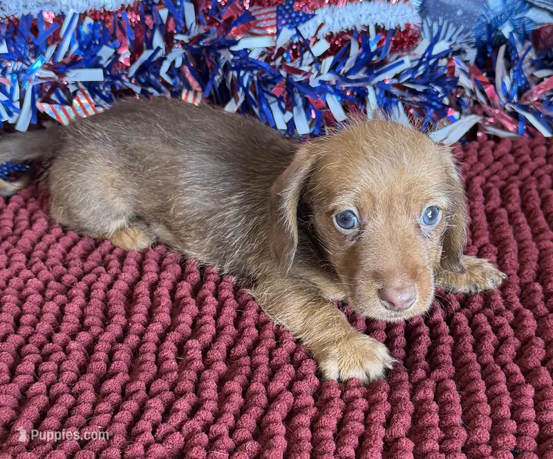 Riley – Miniature Dachshund puppy for sale in Gaffney, SC