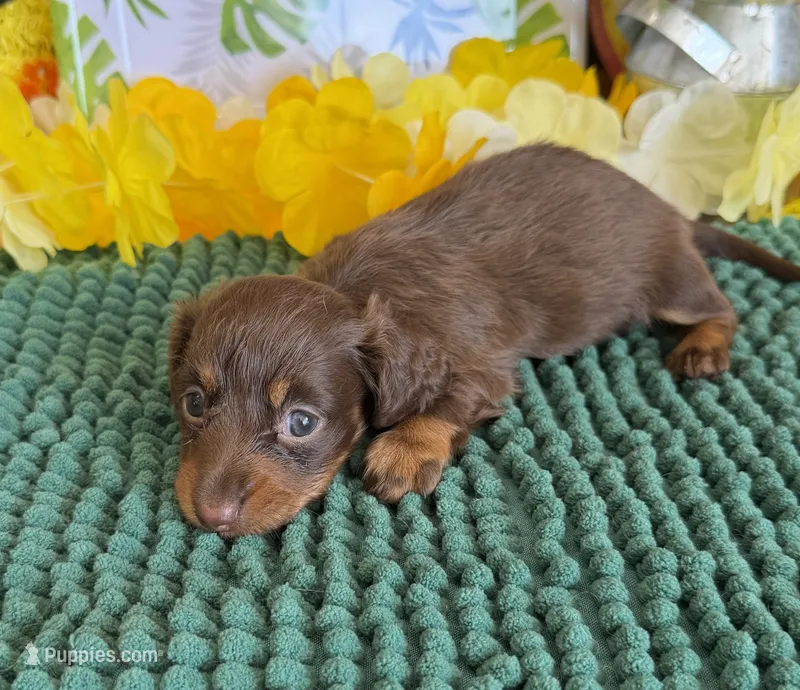 Polly – Miniature Dachshund puppy for sale in Gaffney, SC