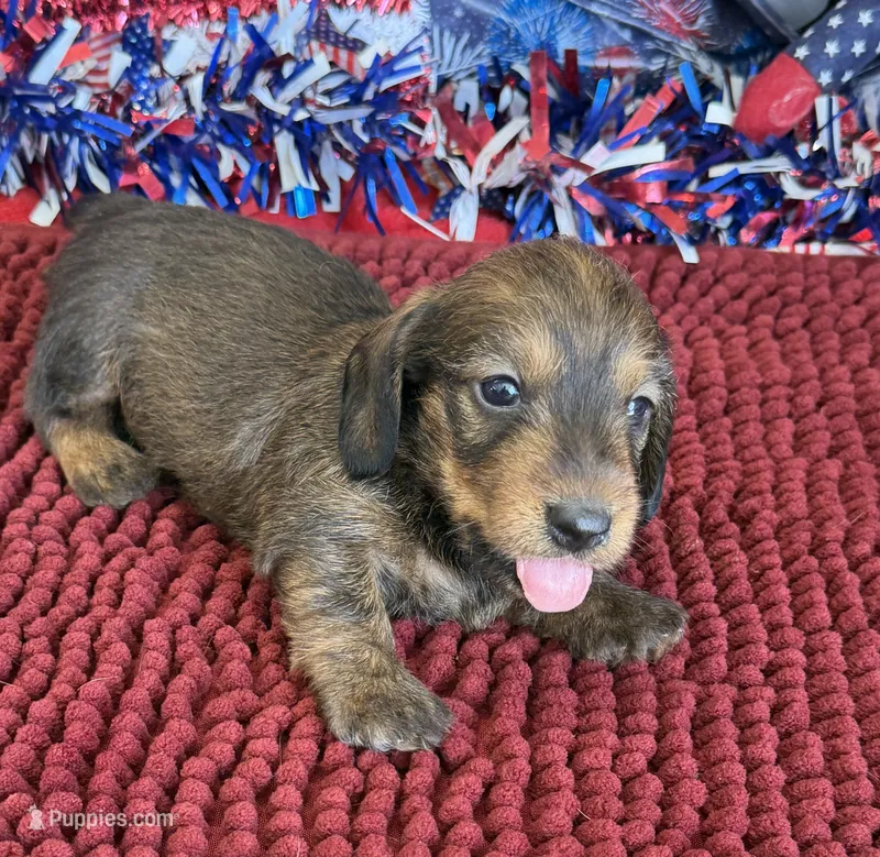 Sammy Wire – Dachshund puppy for sale in Gaffney, SC