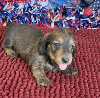 Sammy Wire, a male Dachshund for sale in Gaffney, SC – 1 of 3