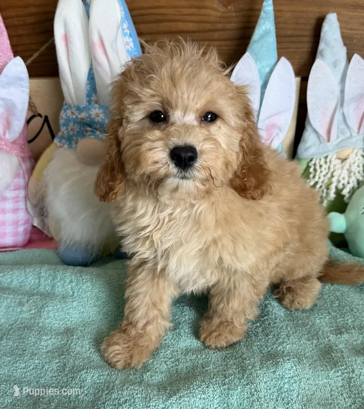 Barney – Cavapoo puppy for sale in Gaffney, SC