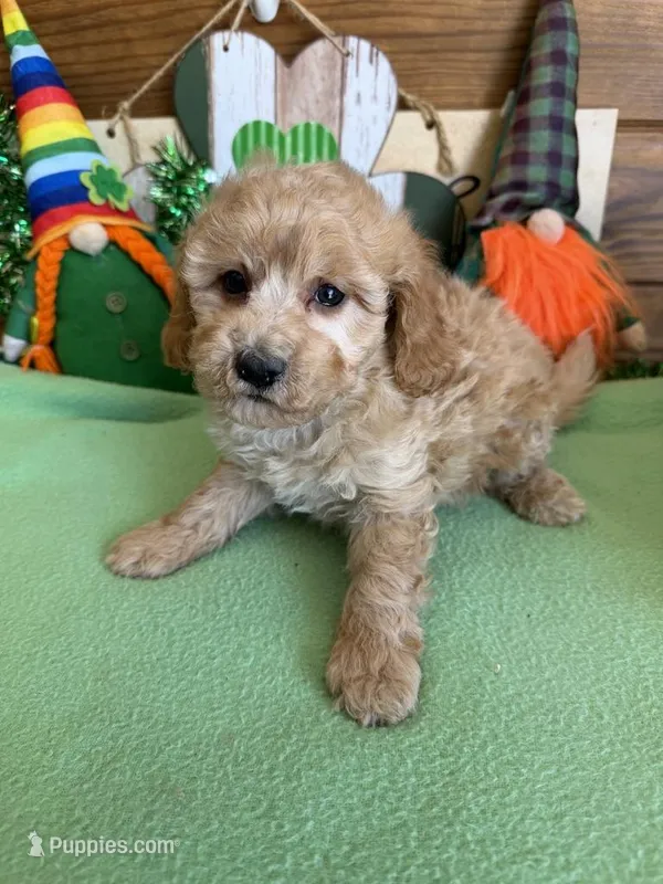 Barney – Cavapoo puppy for sale in Gaffney, SC