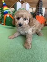 Barney, a male Cavapoo for sale in Gaffney, SC – Photo 3 of 3
