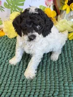 Moses, a male Cockapoo for sale in Gaffney, SC – 4 of 4