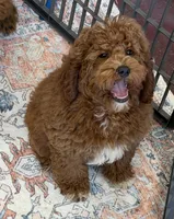 Dolly, a female Miniature Labradoodle for sale in Gaffney, SC – 7 of 7