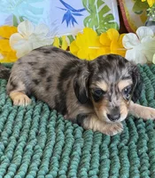 Rodney, a male Miniature Dachshund for sale in Gaffney, SC – 1 of 3