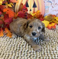 Armani, a male Cavapoo for sale in Gaffney, SC – 3 of 3