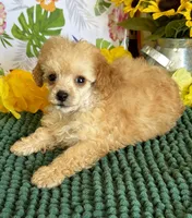 Fluffy Girl, a female Poodle - Toy  for sale in Gaffney, SC – 3 of 3