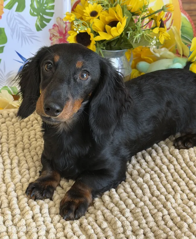 Gabe – Miniature Dachshund puppy for sale in Gaffney, SC