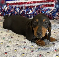 Oscar, a male Miniature Dachshund for sale in Gaffney, SC – 2 of 3
