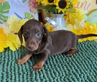 Twix Girl, a female Miniature Dachshund for sale in Gaffney, SC – 2 of 3