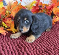 Willie, a male Miniature Dachshund for sale in Gaffney, SC – 2 of 3