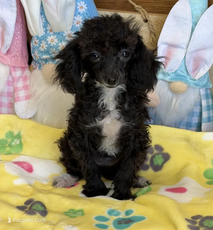 Lady – Poodle - Toy  puppy for sale in Gaffney, SC