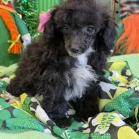 Lady, a female Poodle - Toy  for sale in Gaffney, SC – Photo 3 of 3