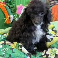 Lady, a female Poodle - Toy  for sale in Gaffney, SC – Photo 1 of 3