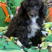 Lady, a female Poodle - Toy  for sale in Gaffney, SC – Photo 2 of 3