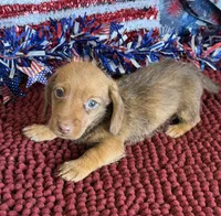 Riley, a male Miniature Dachshund for sale in Gaffney, SC – 2 of 3