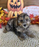 Cosmo, a male Cockapoo for sale in Gaffney, SC – 1 of 3