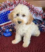 Trixie, a female Cockapoo for sale in Gaffney, SC – 2 of 5