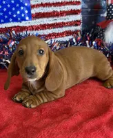 Nate, a male Dachshund for sale in Gaffney, SC – 2 of 3