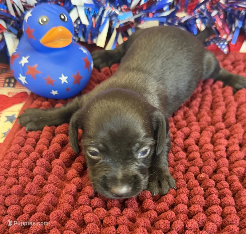 Solid Black Wire Boy – Miniature Dachshund puppy for sale in Gaffney, SC