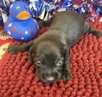 Solid Black Wire Boy, a male Miniature Dachshund for sale in Gaffney, SC – 1 of 2