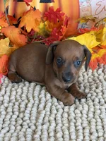 Mason, a male Miniature Dachshund for sale in Gaffney, SC – 4 of 4