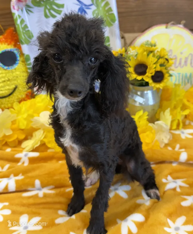 Lady – Poodle - Toy  puppy for sale in Gaffney, SC
