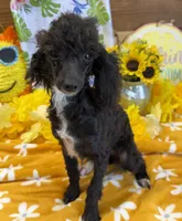 Lady, a female Poodle - Toy  for sale in Gaffney, SC – 1 of 6