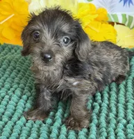 Scruffy, a male Miniature Dachshund for sale in Gaffney, SC – 4 of 4