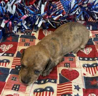 Jenny, a female Miniature Dachshund for sale in Gaffney, SC – 2 of 3
