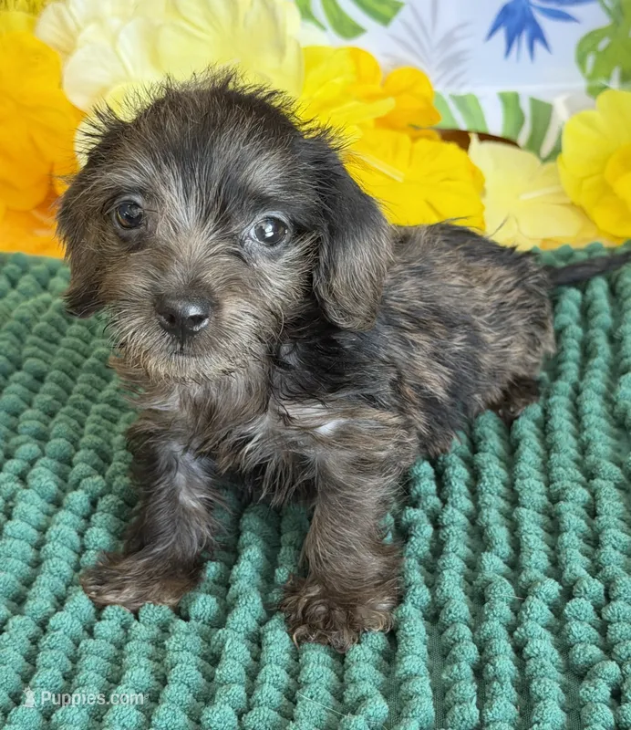 Scruffy – Miniature Dachshund puppy for sale in Gaffney, SC