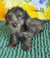 Scruffy, a male Miniature Dachshund for sale in Gaffney, SC – 1 of 4