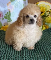 Adam, a male Poodle - Toy  for sale in Gaffney, SC – 3 of 3