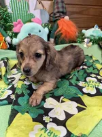 Stacy, a female Dachshund for sale in Gaffney, SC – Photo 1 of 3