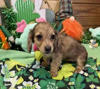 Stacy, a female Dachshund for sale in Gaffney, SC – Photo 3 of 3