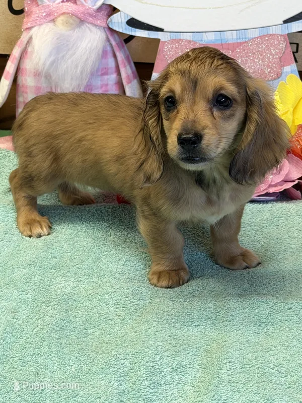 Stacy – Dachshund puppy for sale in Gaffney, SC