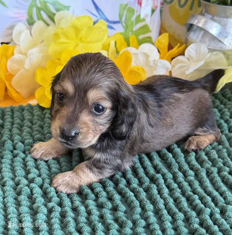 Shadow – Miniature Dachshund puppy for sale in Gaffney, SC