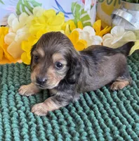 Shadow, a male Miniature Dachshund for sale in Gaffney, SC – 1 of 3