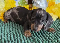 Poppy, a female Miniature Dachshund for sale in Gaffney, SC – 4 of 4