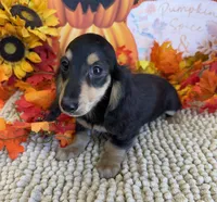 Justin, a male Miniature Dachshund for sale in Gaffney, SC – 2 of 3