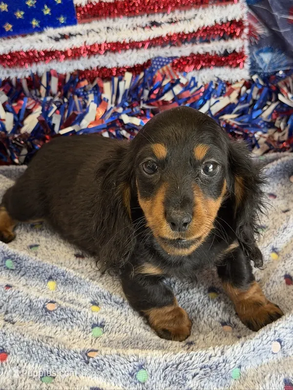 Zipper – Miniature Dachshund puppy for sale in Gaffney, SC