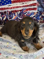 Zipper, a male Miniature Dachshund for sale in Gaffney, SC – 1 of 6