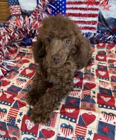Hank, a male Poodle - Toy  for sale in Gaffney, SC – 4 of 4