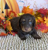 Snoopy, a male Miniature Dachshund for sale in Gaffney, SC – 3 of 3