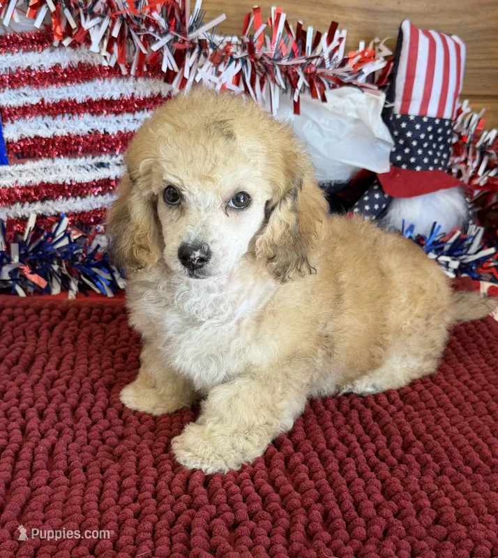 Marshall – Poodle - Toy  puppy for sale in Gaffney, SC