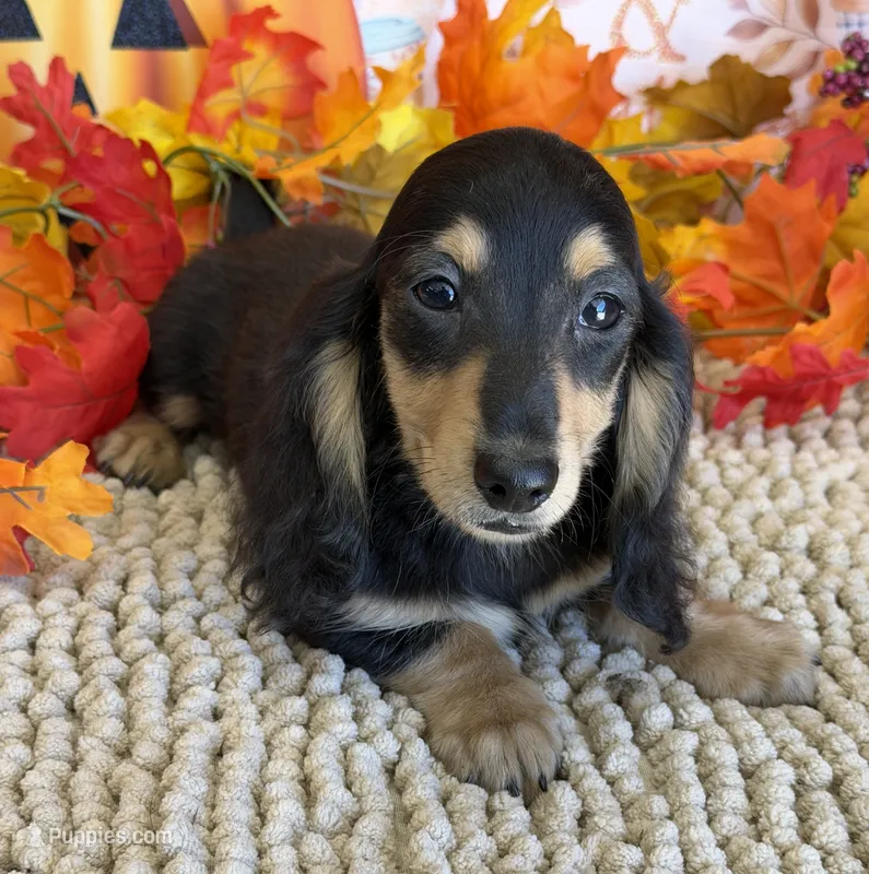Justin – Miniature Dachshund puppy for sale in Gaffney, SC