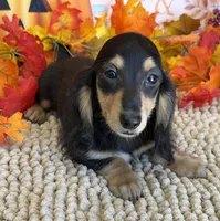 Justin, a male Miniature Dachshund for sale in Gaffney, SC – 1 of 3