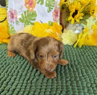 Roscoe, a male Miniature Dachshund for sale in Gaffney, SC – 2 of 3