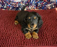 Buddy, a male Miniature Dachshund for sale in Gaffney, SC – 3 of 3